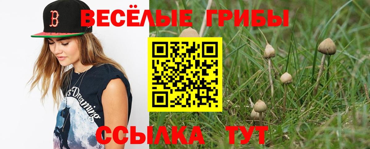 Галлюциногенные грибы Psilocybe  Воронеж 
